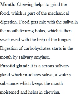 HW 7- Digestive System